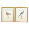 Pair of Framed Bird Engravings