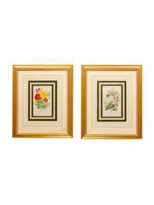 Pair Framed Botanical Engravings