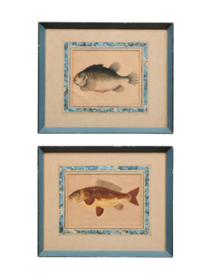 Pair John Pass Engravings of Fish