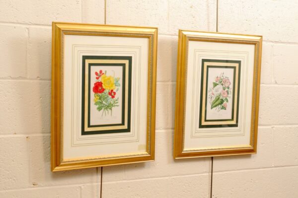 Pair of Framed Botanical Engravings - Image 13