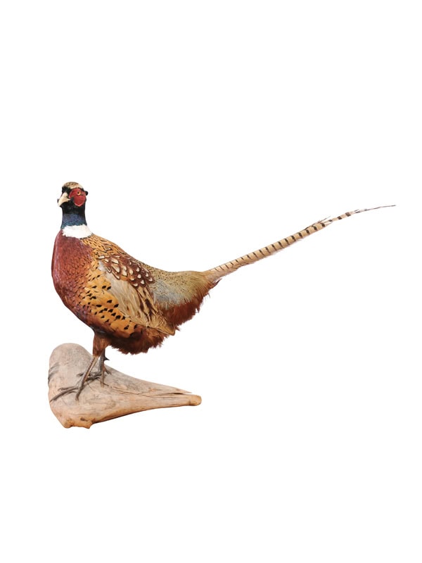 Taxidermy Pheasant