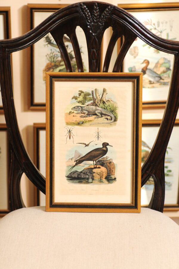 Set of 76 Framed 19th Century French Hand Colored Engravings of Natural History Theme (Price per each)(36 available) - Image 13