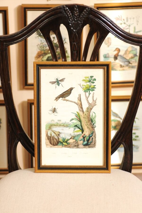 Set of 76 Framed 19th Century French Hand Colored Engravings of Natural History Theme (Price per each)(36 available) - Image 14