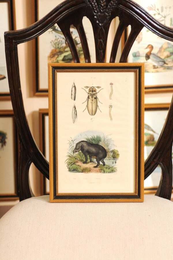 Set of 76 Framed 19th Century French Hand Colored Engravings of Natural History Theme (Price per each)(36 available) - Image 15