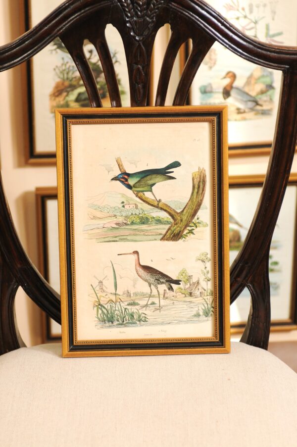 Set of 76 Framed 19th Century French Hand Colored Engravings of Natural History Theme (Price per each)(36 available) - Image 16