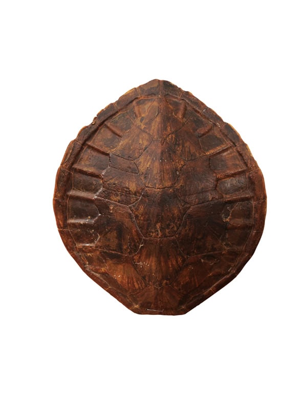 Tortoiseshell Wall Hanging