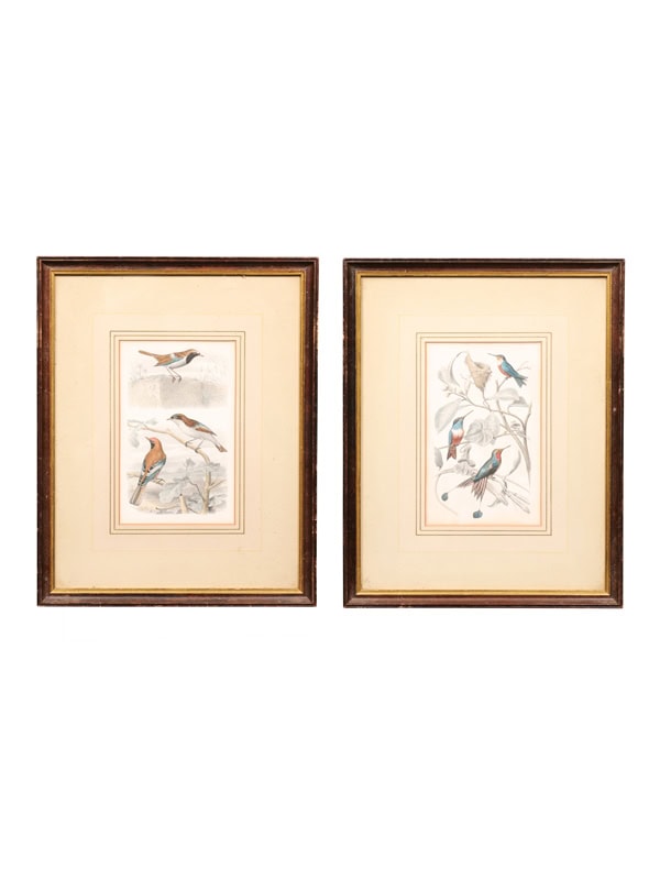 Pair of Framed 19th Century Bird Engravings