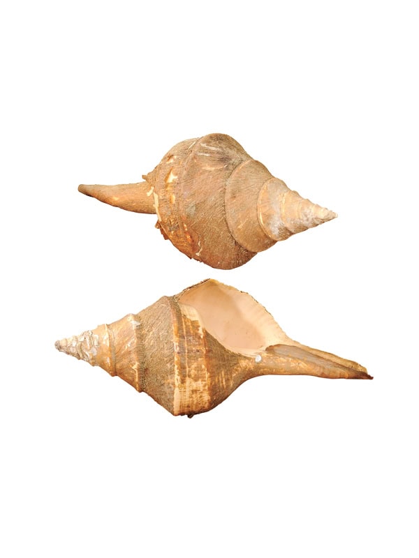 Set of 2 Large Sea Shells. ONE AVAILABLE, PRICE PER EACH.