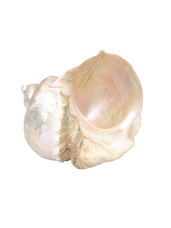 Pearlescent Shell