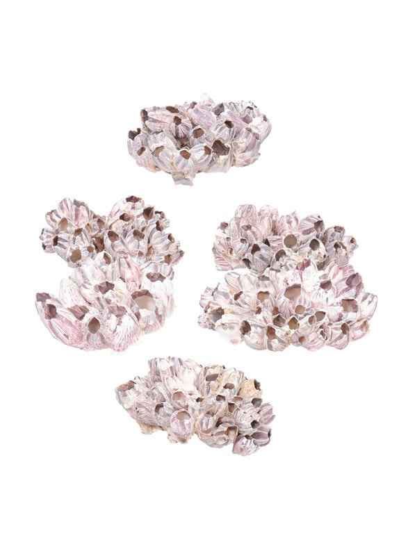 Set of 6 Purple Coral, Priced Per Each.