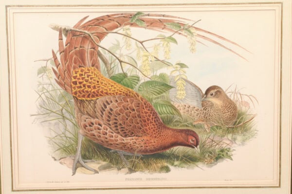 Pair of Framed 19th Century English Bird Engravings - Image 6