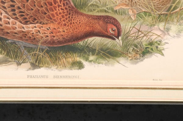 Pair of Framed 19th Century English Bird Engravings - Image 7
