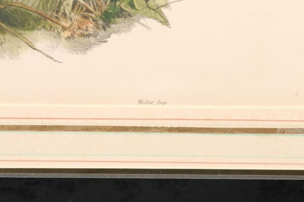 Pair of Framed 19th Century English Bird Engravings - Image 8