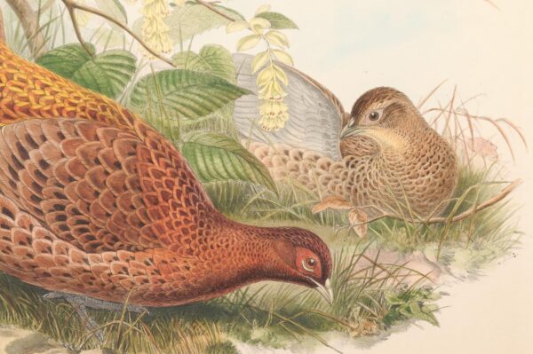 Pair of Framed 19th Century English Bird Engravings - Image 9