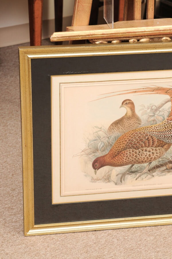 Pair of Framed 19th Century English Bird Engravings - Image 13