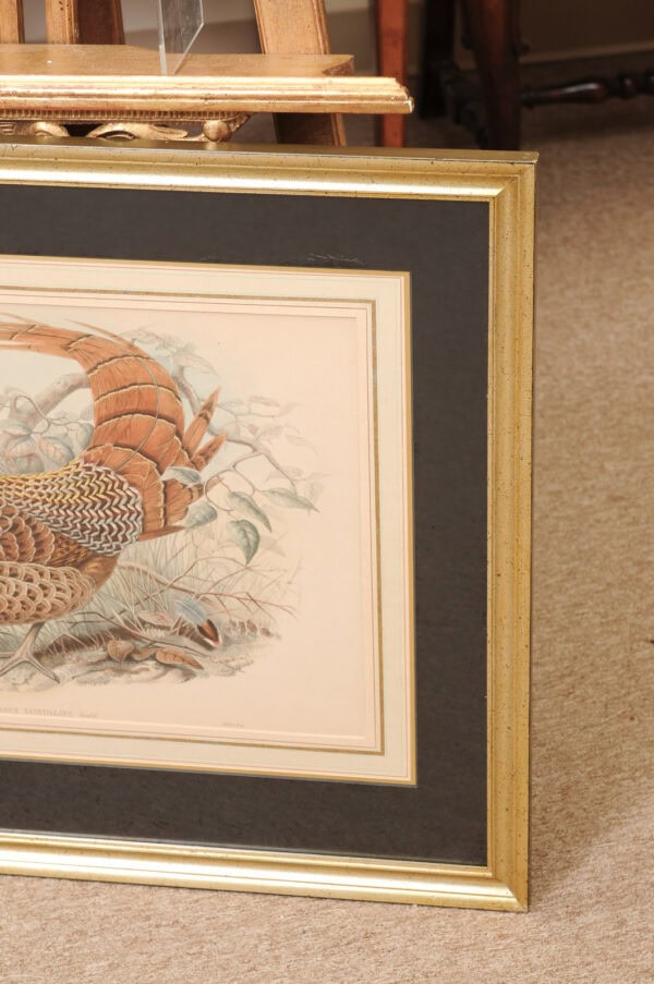 Pair of Framed 19th Century English Bird Engravings - Image 14