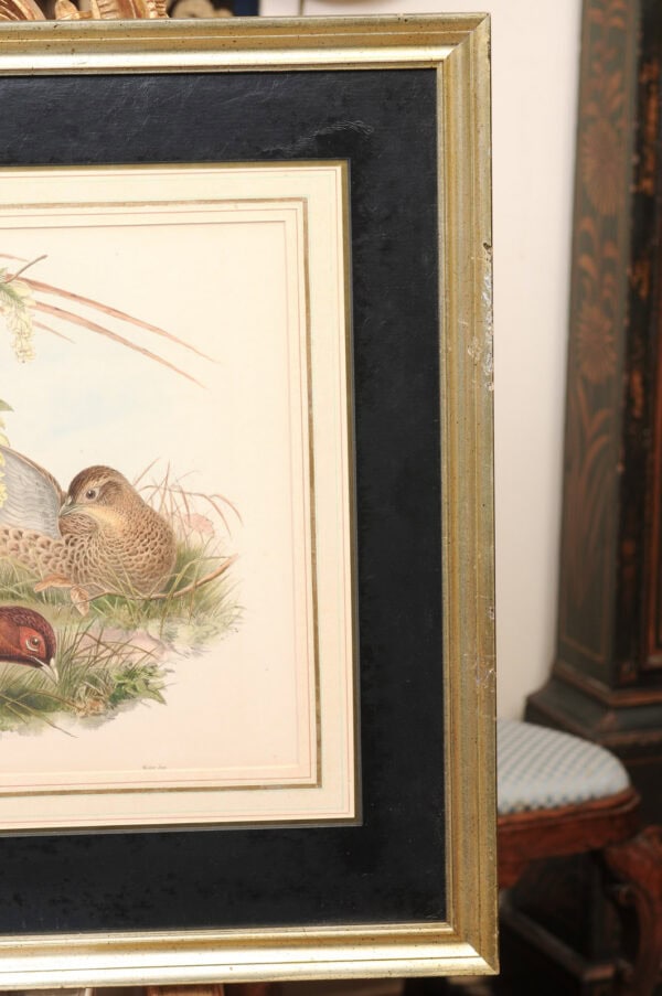 Pair of Framed 19th Century English Bird Engravings - Image 15