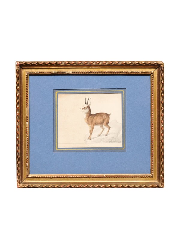 Giltwood Framed 19th Century French "Chamois" Drawing on Paper, by C Humbert 1847