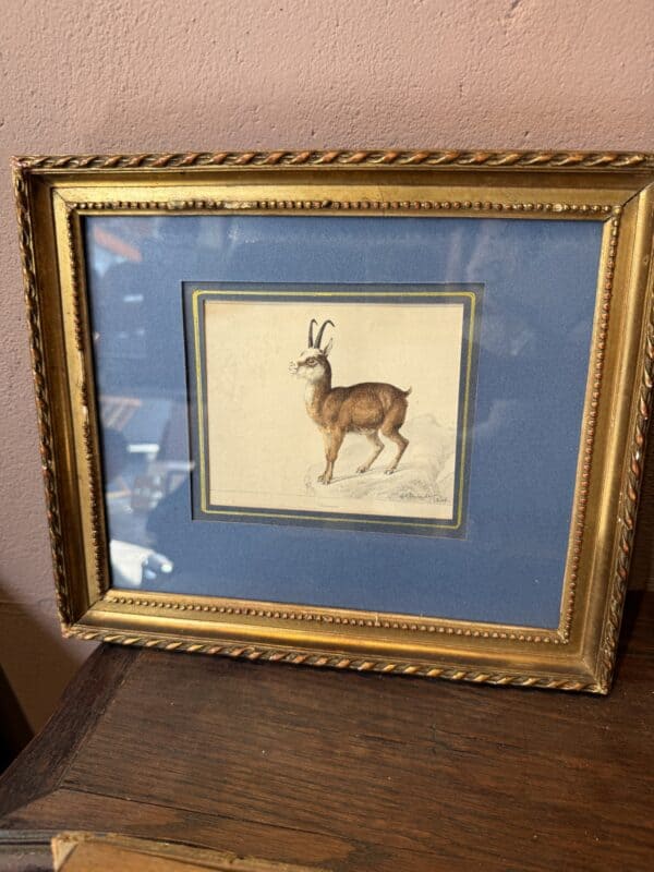 Giltwood Framed 19th Century French "Chamois" Drawing on Paper, by C Humbert 1847
