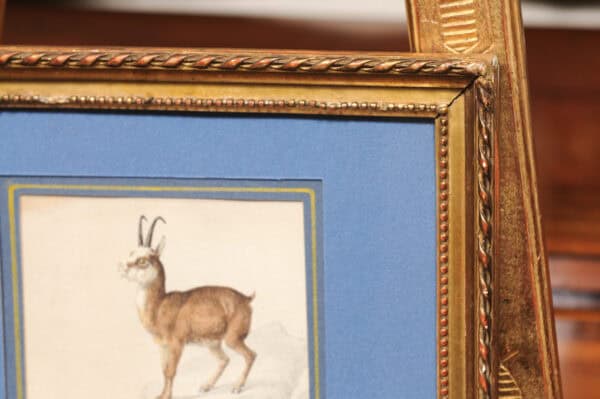 Giltwood Framed 19th Century French "Chamois" Drawing on Paper, by C Humbert 1847 - Image 10