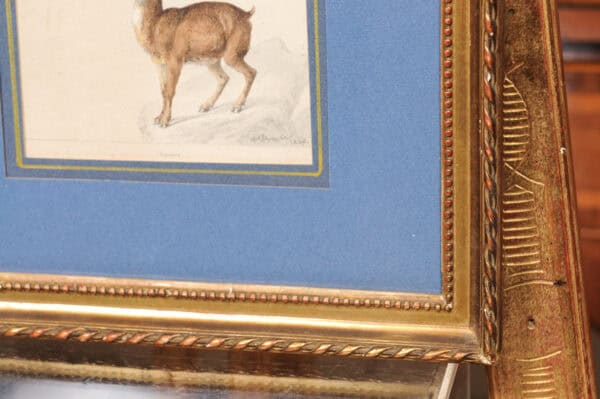 Giltwood Framed 19th Century French "Chamois" Drawing on Paper, by C Humbert 1847 - Image 11