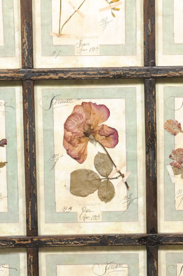 Set of 4 Large Framed French Botanical Collections. PRICED PER PAIR. - Image 9