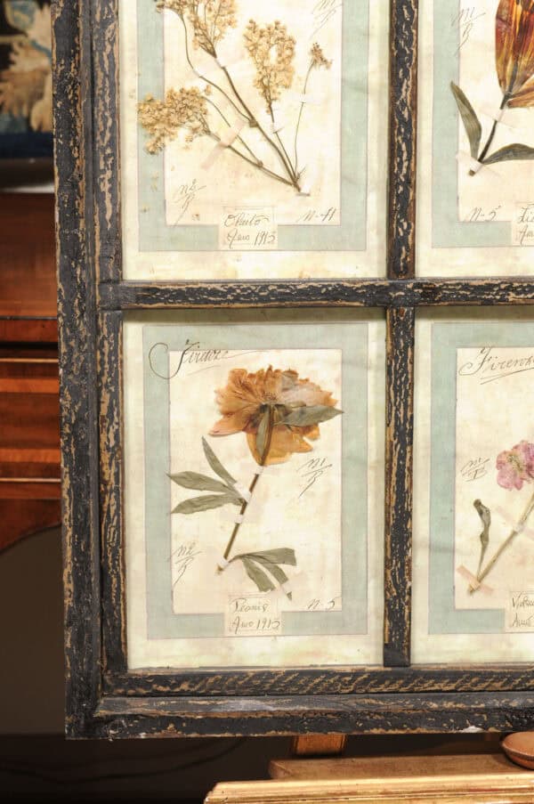 Set of 4 Large Framed French Botanical Collections. PRICED PER PAIR. - Image 11