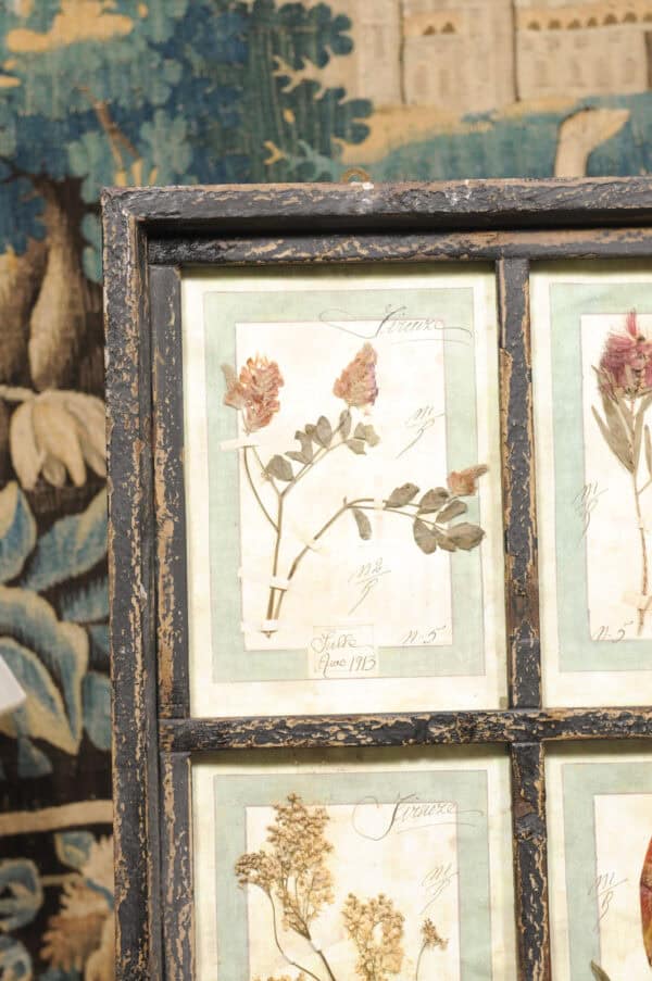 Set of 4 Large Framed French Botanical Collections. PRICED PER PAIR. - Image 12