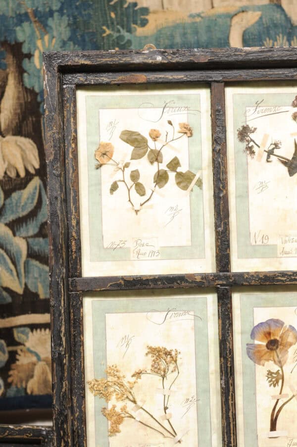 Set of 4 Large Framed French Botanical Collections. PRICED PER PAIR. - Image 17