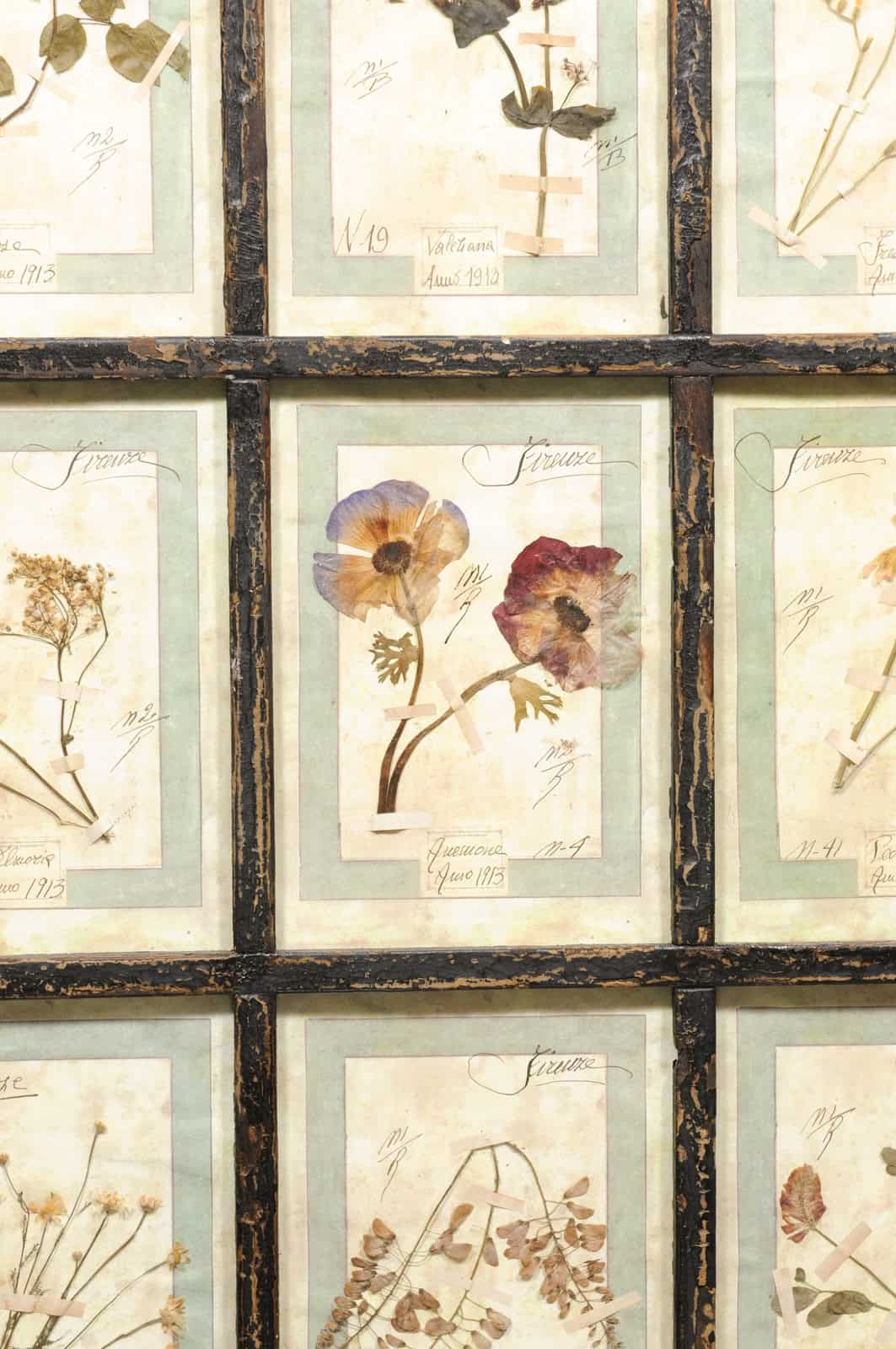 Set of 4 Large Framed French Botanical Collections. PRICED PER PAIR. - Image 21