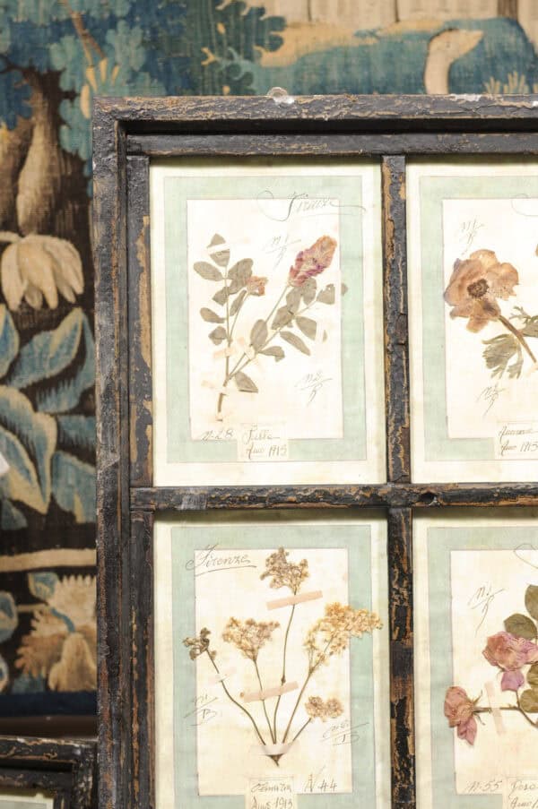 Set of 4 Large Framed French Botanical Collections. PRICED PER PAIR. - Image 23