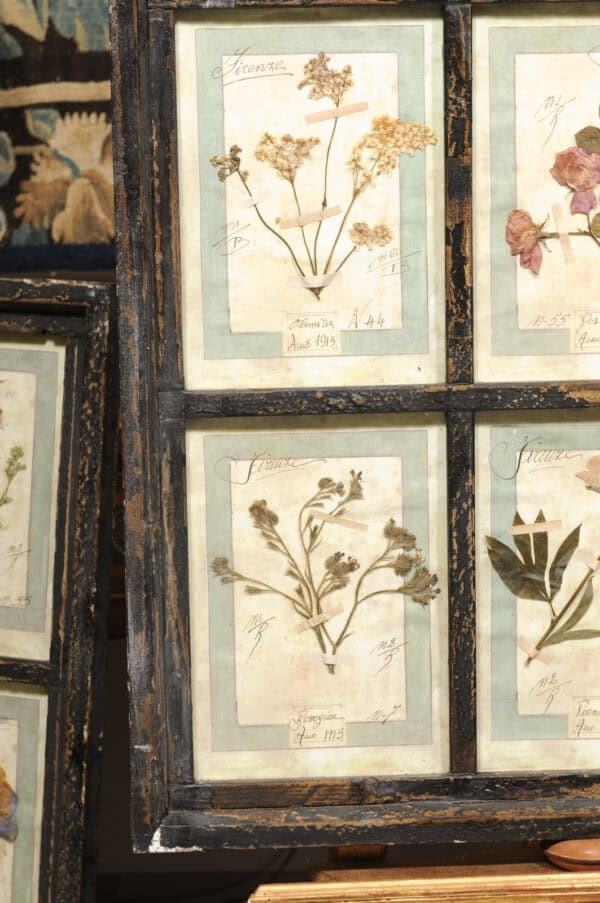 Set of 4 Large Framed French Botanical Collections. PRICED PER PAIR. - Image 24