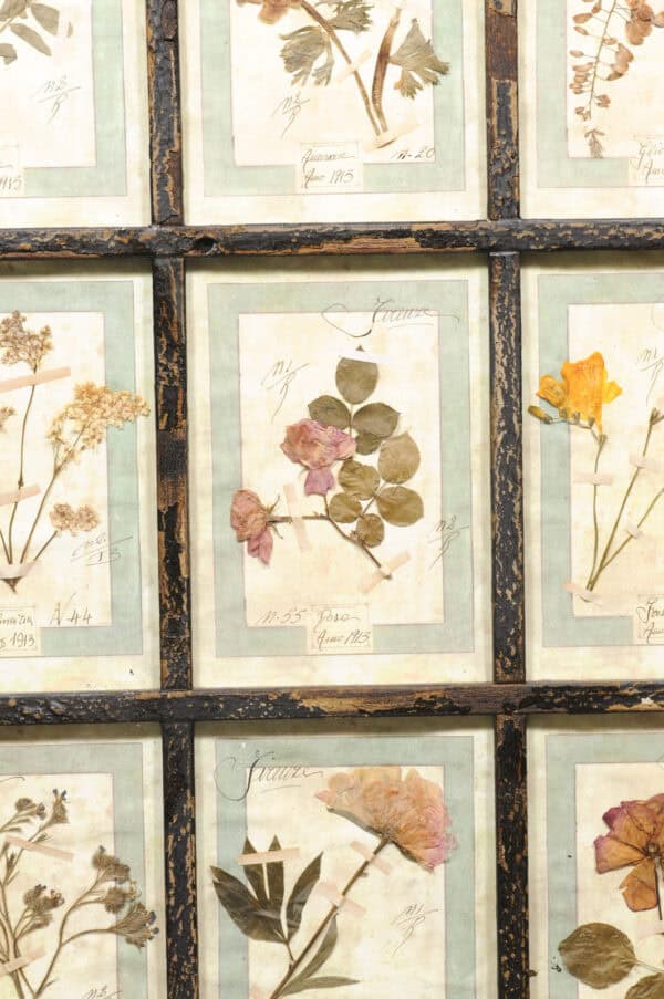 Set of 4 Large Framed French Botanical Collections. PRICED PER PAIR. - Image 27